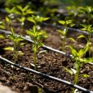 https://irrigation805.com/wp-content/uploads/2025/02/Drip-System.jpg
