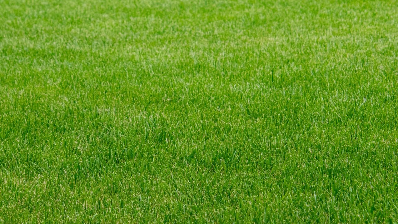 Synthetic Turf: Benefits, Uses & Landscaping Ideas