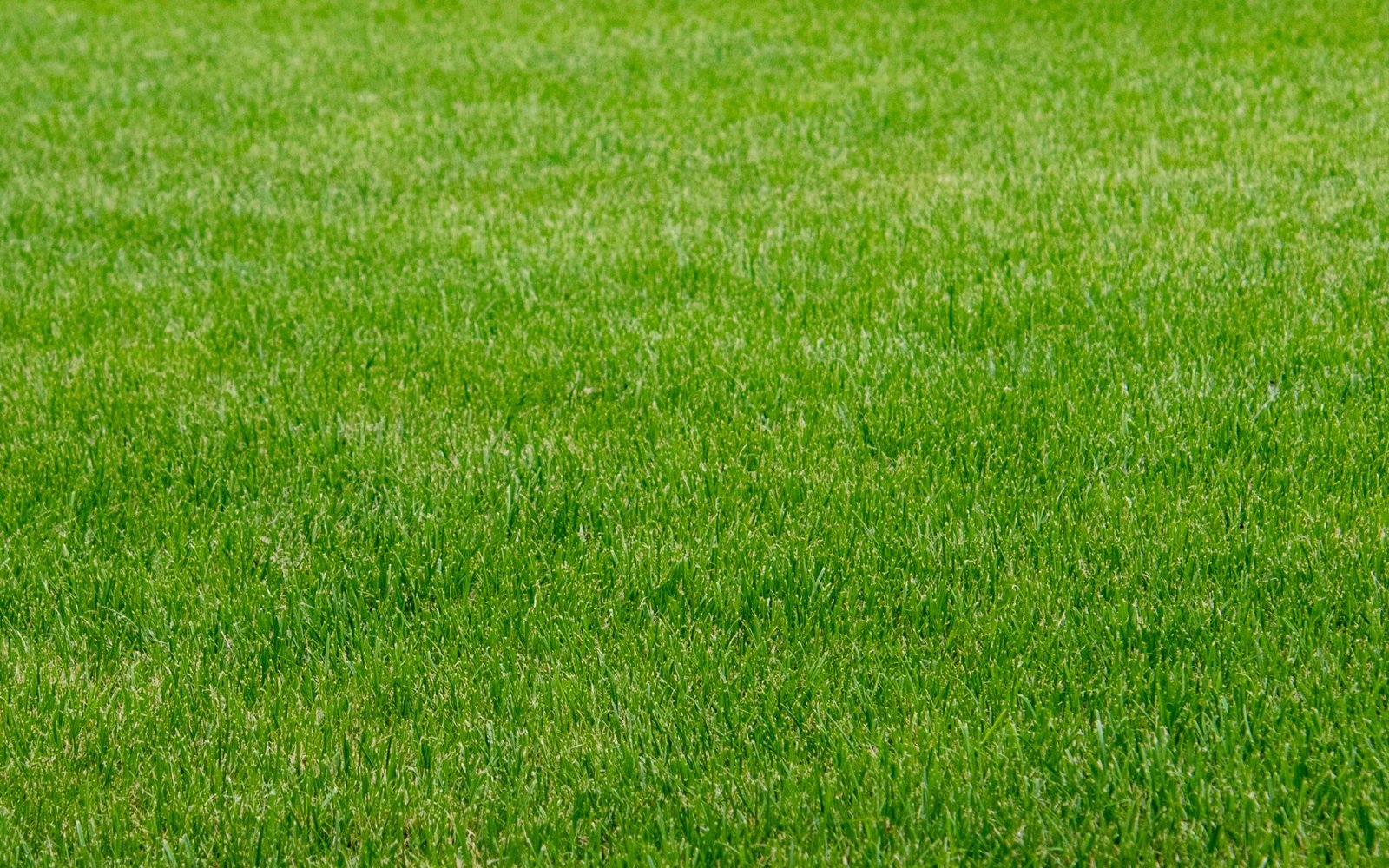 Synthetic Turf: Benefits, Uses & Landscaping Ideas
